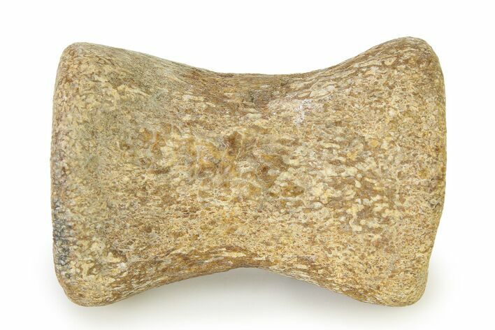 Fossil Plesiosaur Paddle Bone - Texas #322928